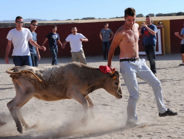 Provocando a la vaquilla